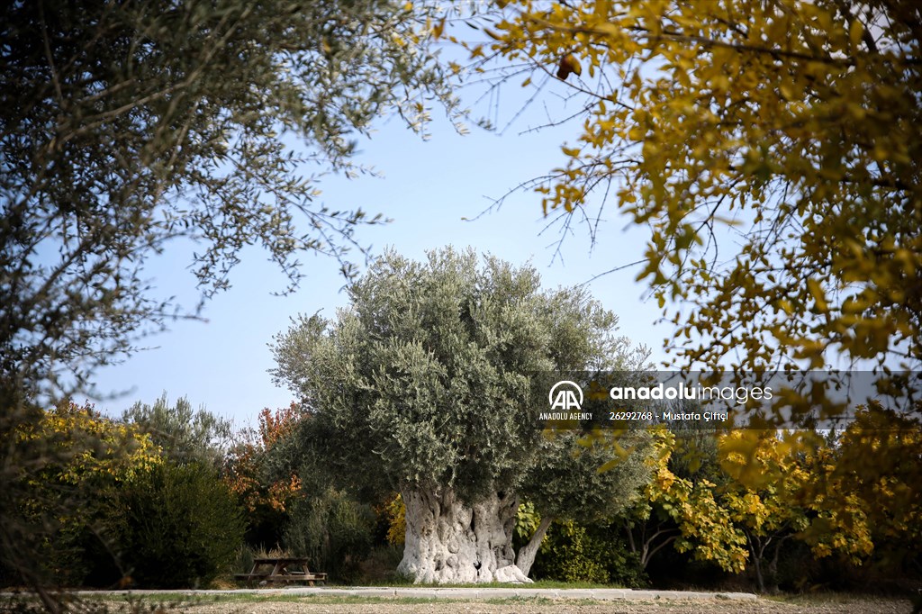 Monumental trees of Turkey