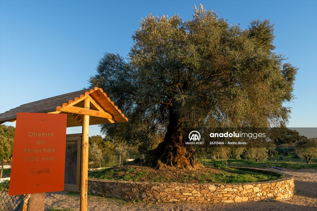 3350-year-old olive tree in Portugal