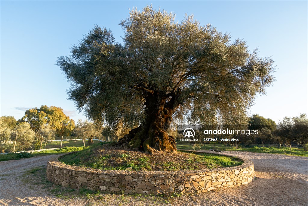 3350-year-old olive tree in Portugal