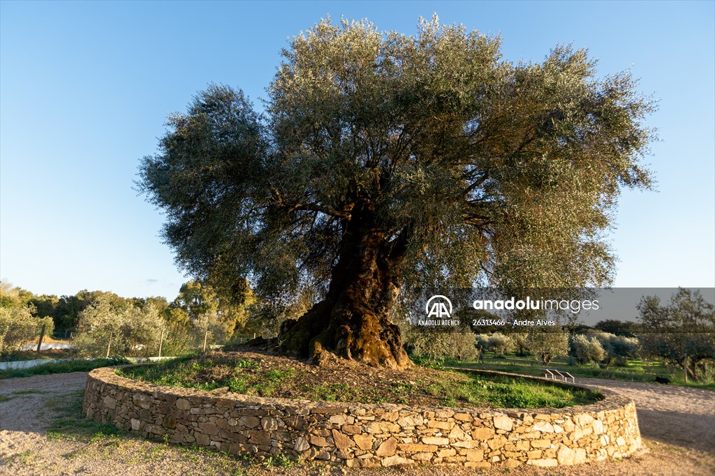 3350-year-old olive tree in Portugal