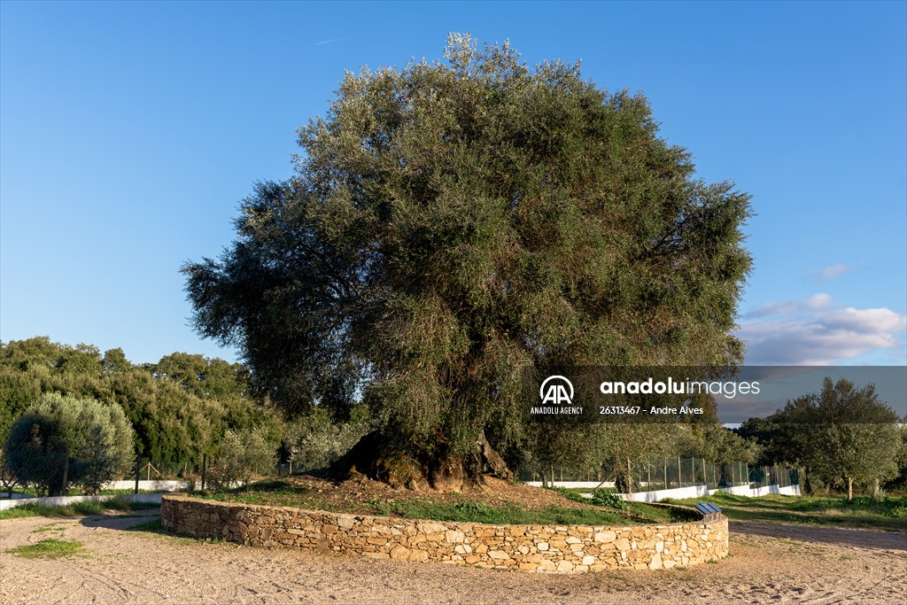 3350-year-old olive tree in Portugal