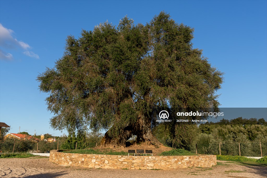 3350-year-old olive tree in Portugal