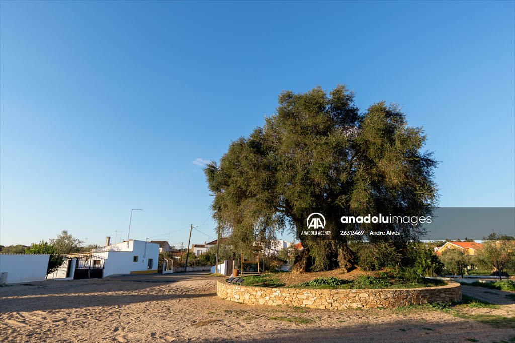 3350-year-old olive tree in Portugal