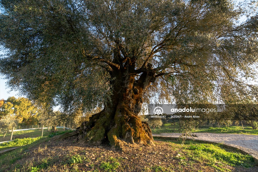 3350-year-old olive tree in Portugal