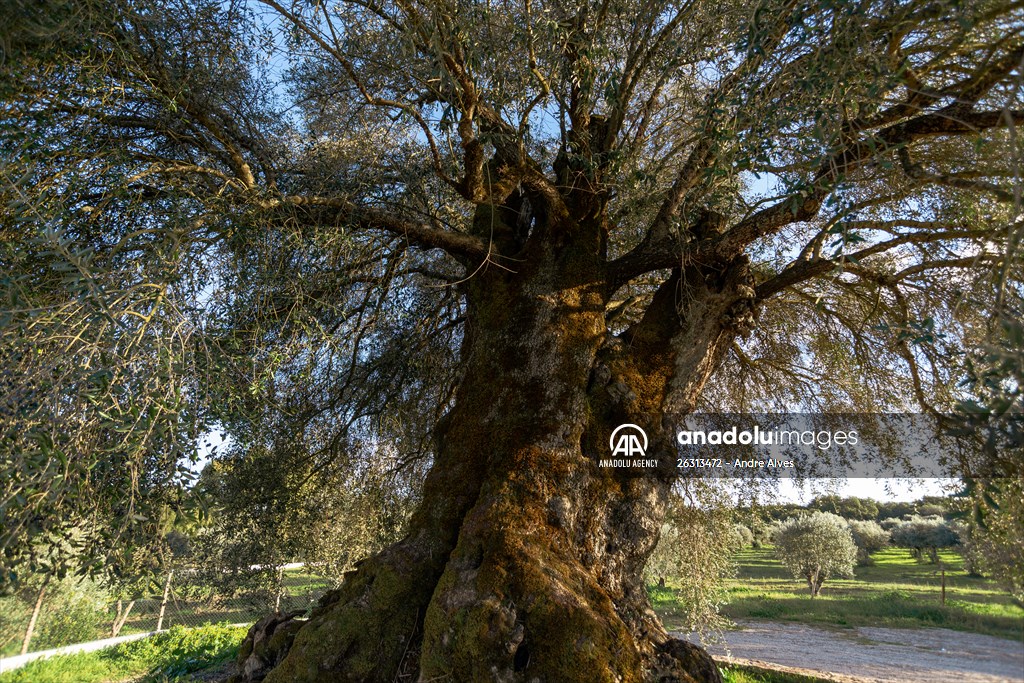 3350-year-old olive tree in Portugal