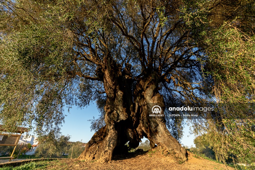 3350-year-old olive tree in Portugal