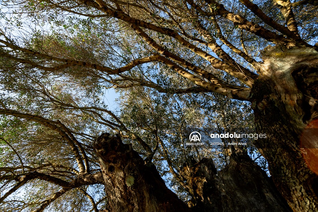 3350-year-old olive tree in Portugal