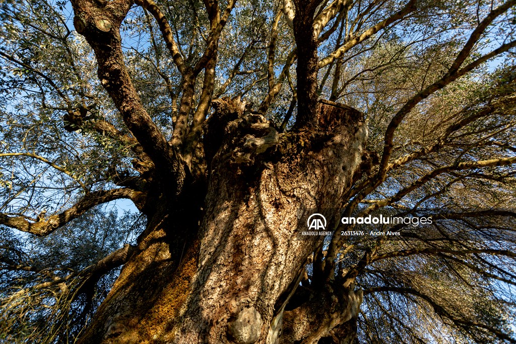 3350-year-old olive tree in Portugal