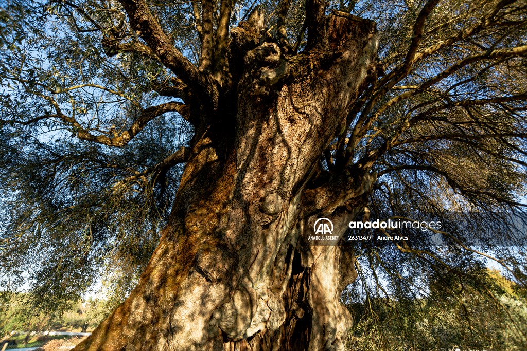 3350-year-old olive tree in Portugal