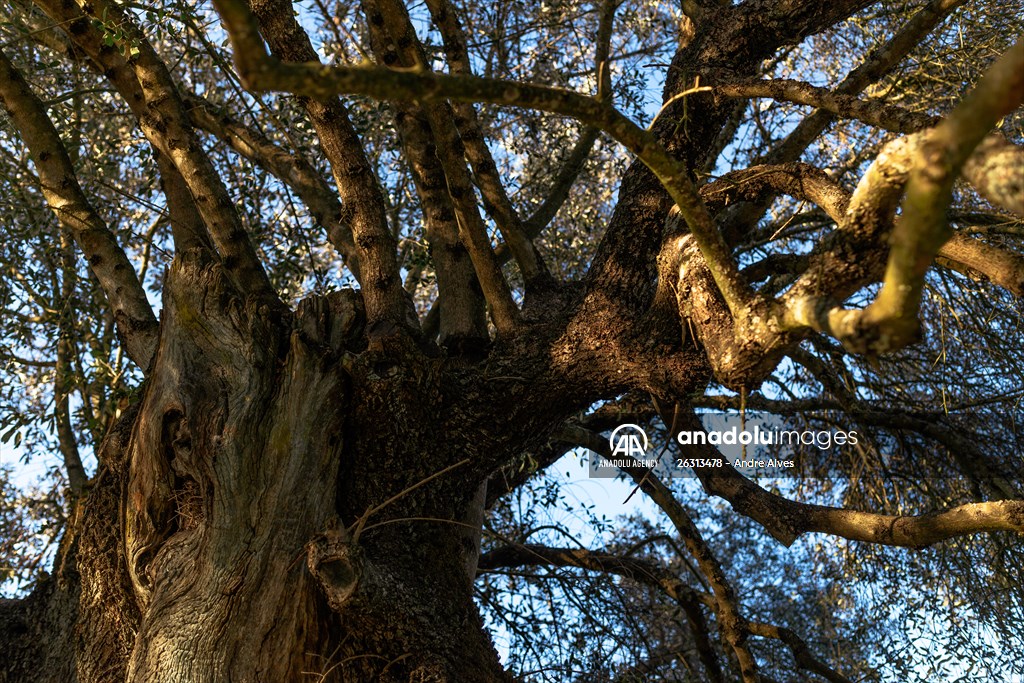 3350-year-old olive tree in Portugal