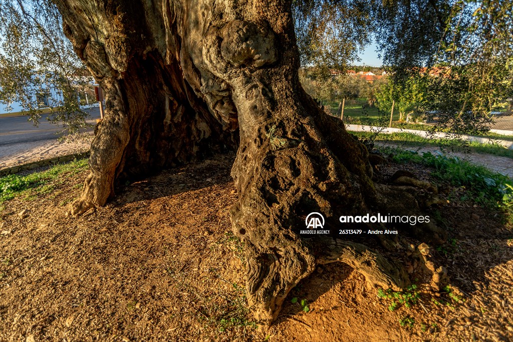 3350-year-old olive tree in Portugal