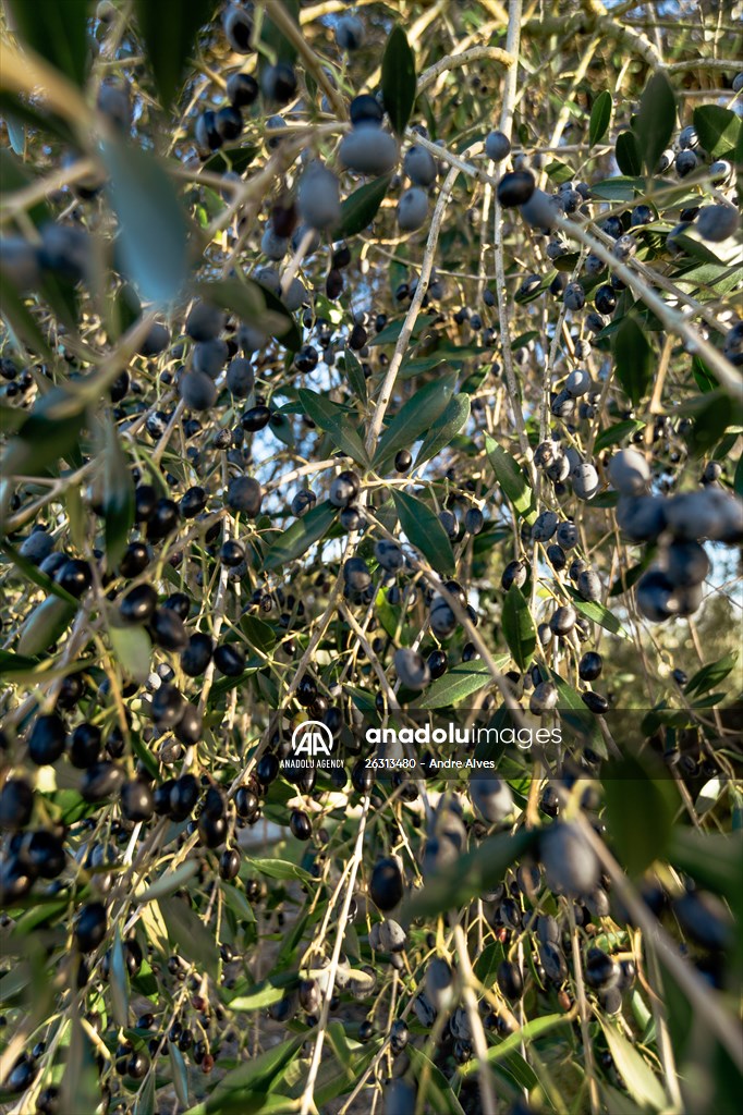 3350-year-old olive tree in Portugal