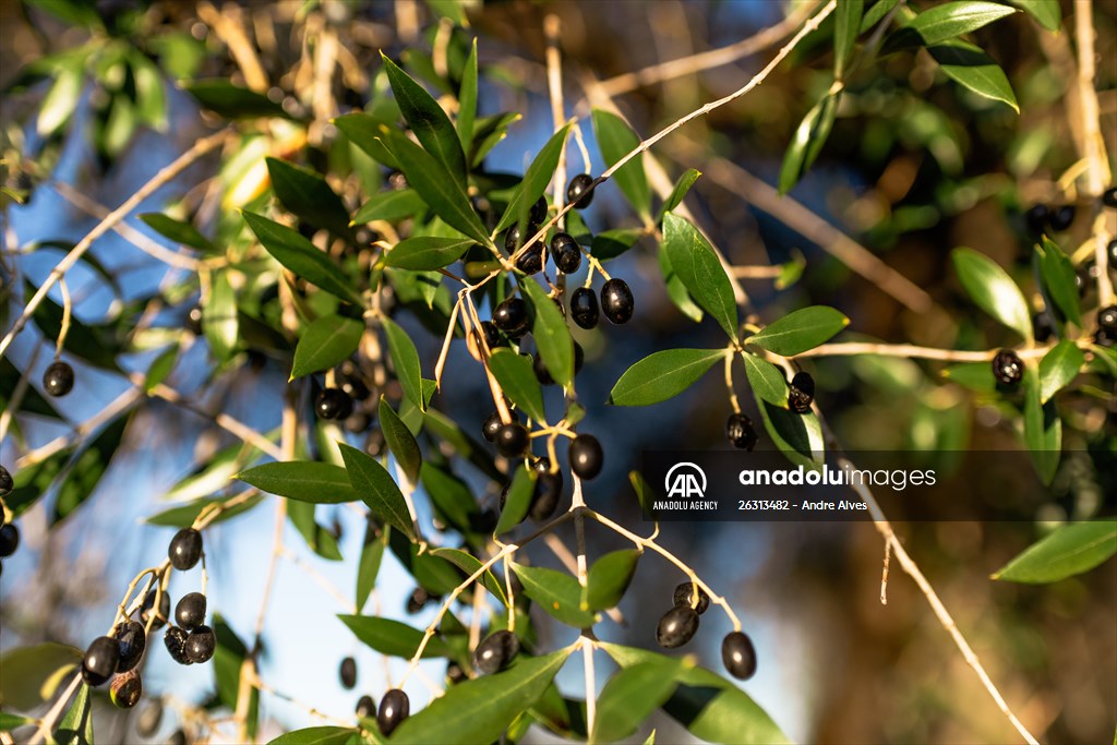 3350-year-old olive tree in Portugal