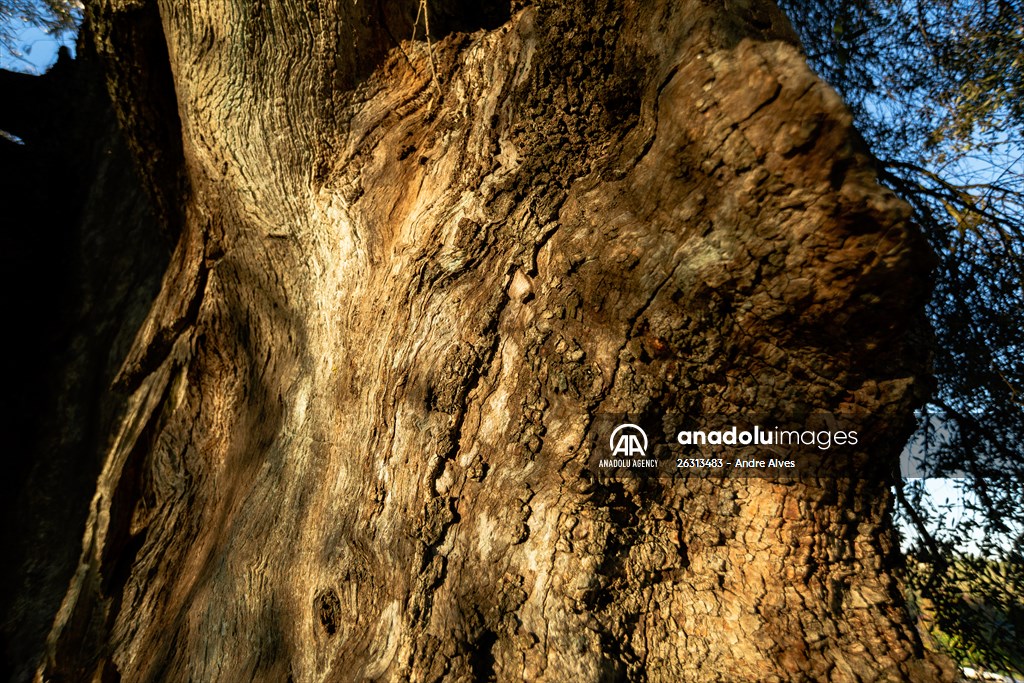 3350-year-old olive tree in Portugal