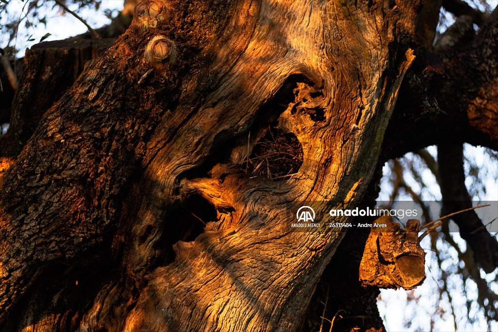 3350-year-old olive tree in Portugal