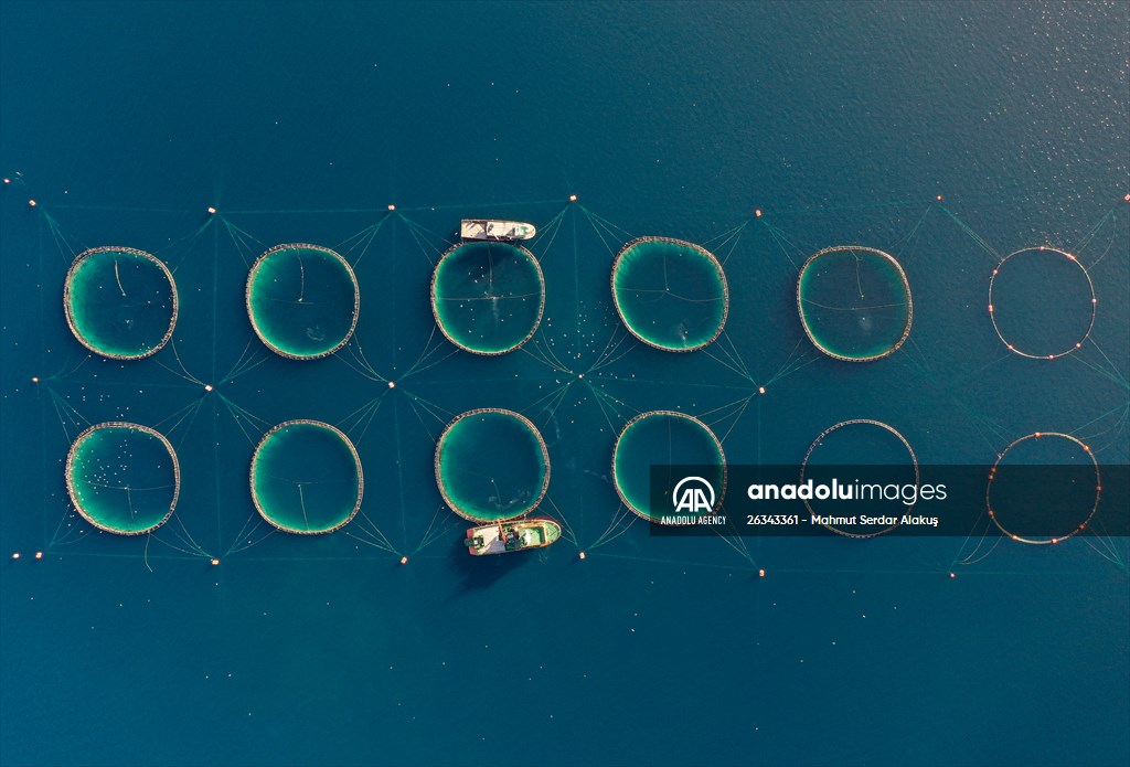 Tunnies grown in the Aegean Sea