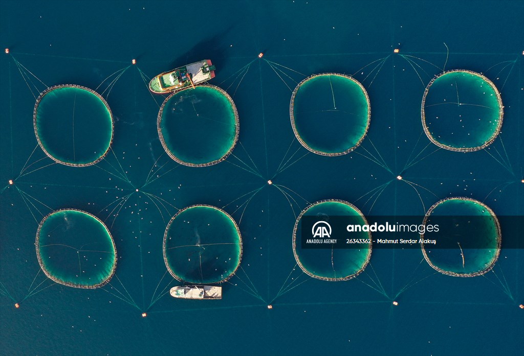 Tunnies grown in the Aegean Sea