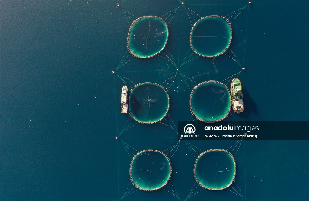 Tunnies grown in the Aegean Sea