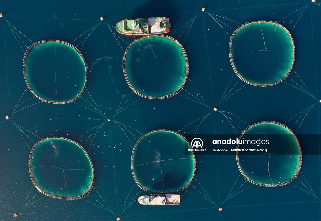 Tunnies grown in the Aegean Sea