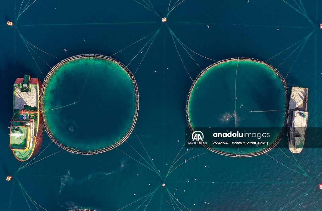 Tunnies grown in the Aegean Sea