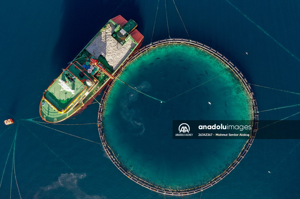 Tunnies grown in the Aegean Sea