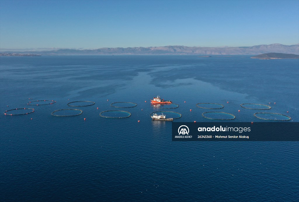 Tunnies grown in the Aegean Sea