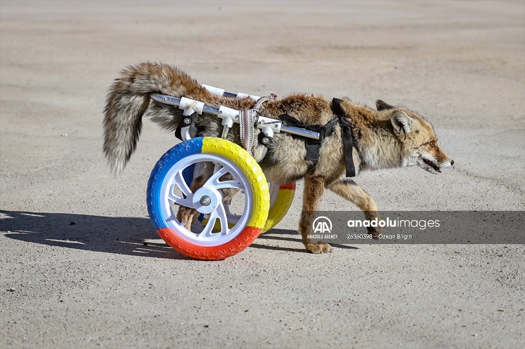 Paralyzed fox clings to life with walker