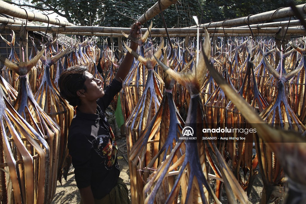 Dried fish production in Rakhine State, Myanmar