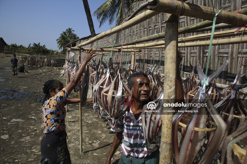 Dried fish production in Rakhine State, Myanmar