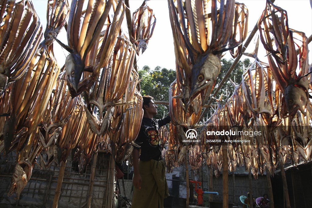 Dried fish production in Rakhine State, Myanmar