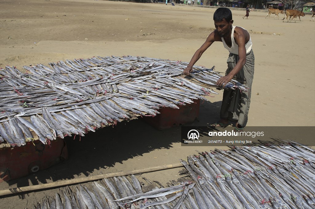 Dried fish production in Rakhine State, Myanmar