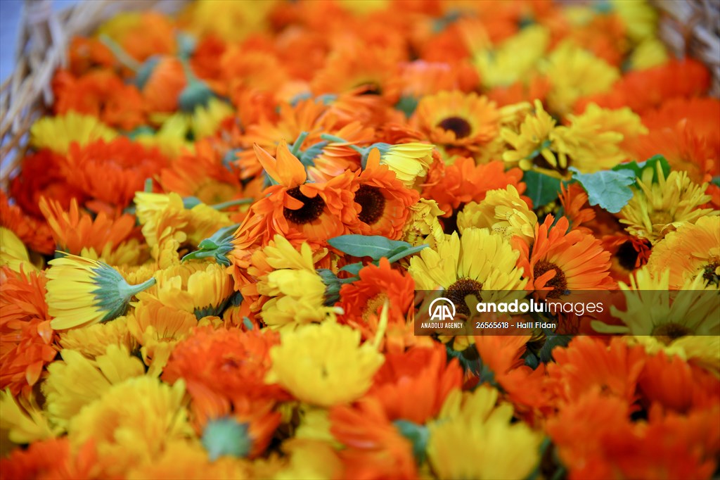 Medicinal plant "pot marigold" production in Izmir