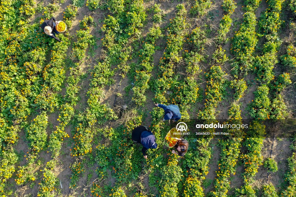Medicinal plant "pot marigold" production in Izmir