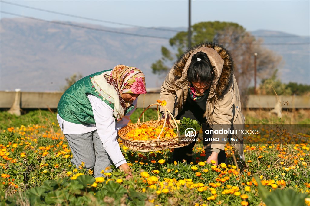 Medicinal plant "pot marigold" production in Izmir