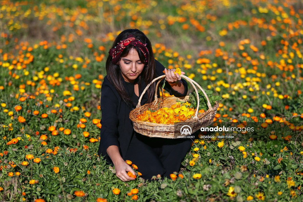 Medicinal plant "pot marigold" production in Izmir