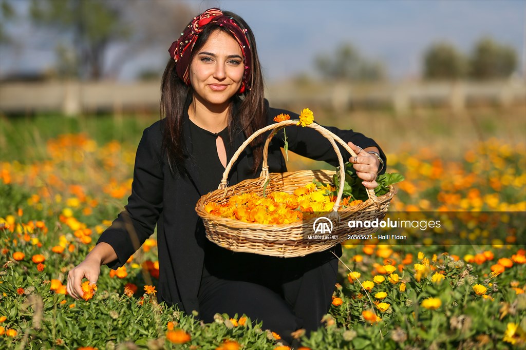Medicinal plant "pot marigold" production in Izmir