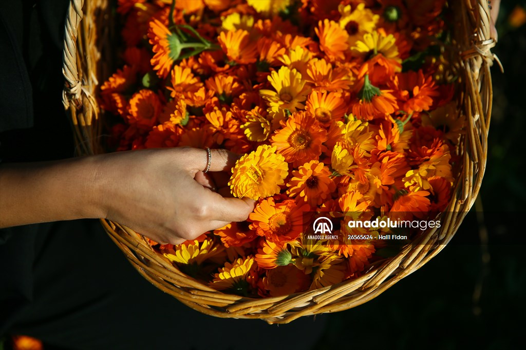 Medicinal plant "pot marigold" production in Izmir