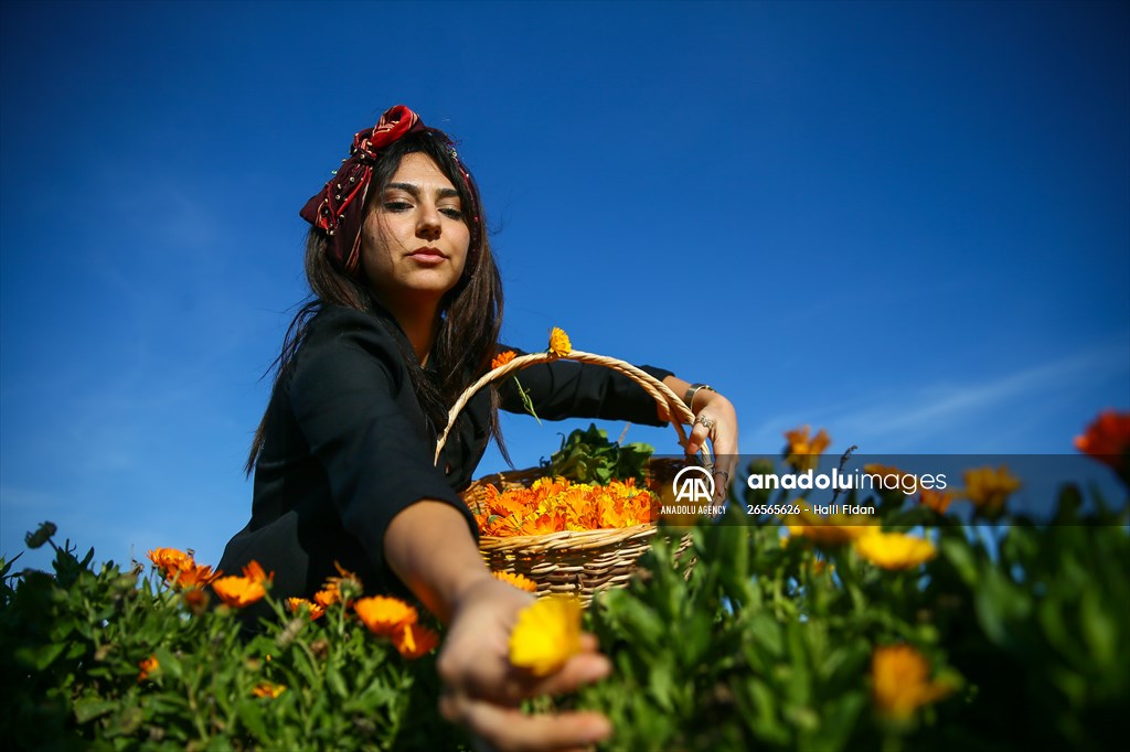 Medicinal plant "pot marigold" production in Izmir