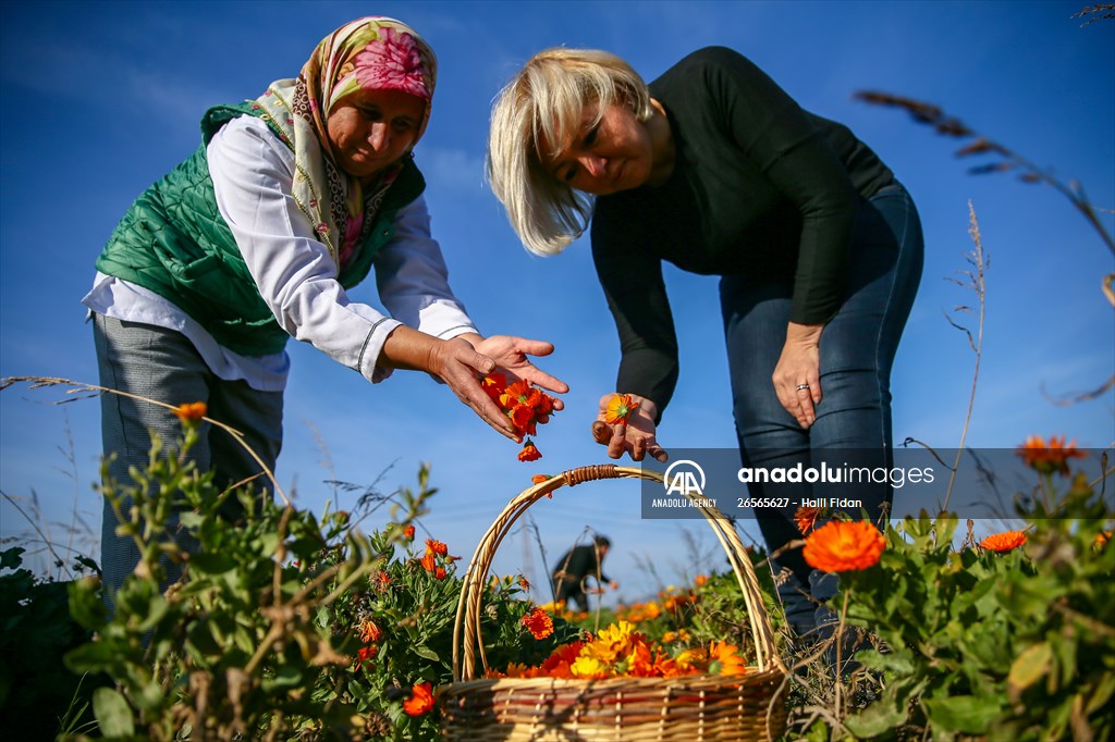 Medicinal plant "pot marigold" production in Izmir