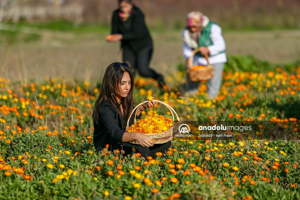 Medicinal plant "pot marigold" production in Izmir