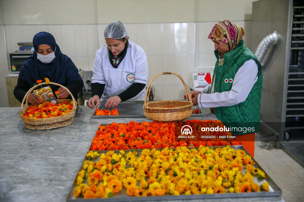 Medicinal plant "pot marigold" production in Izmir