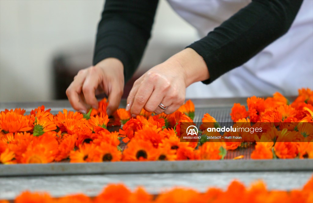 Medicinal plant "pot marigold" production in Izmir