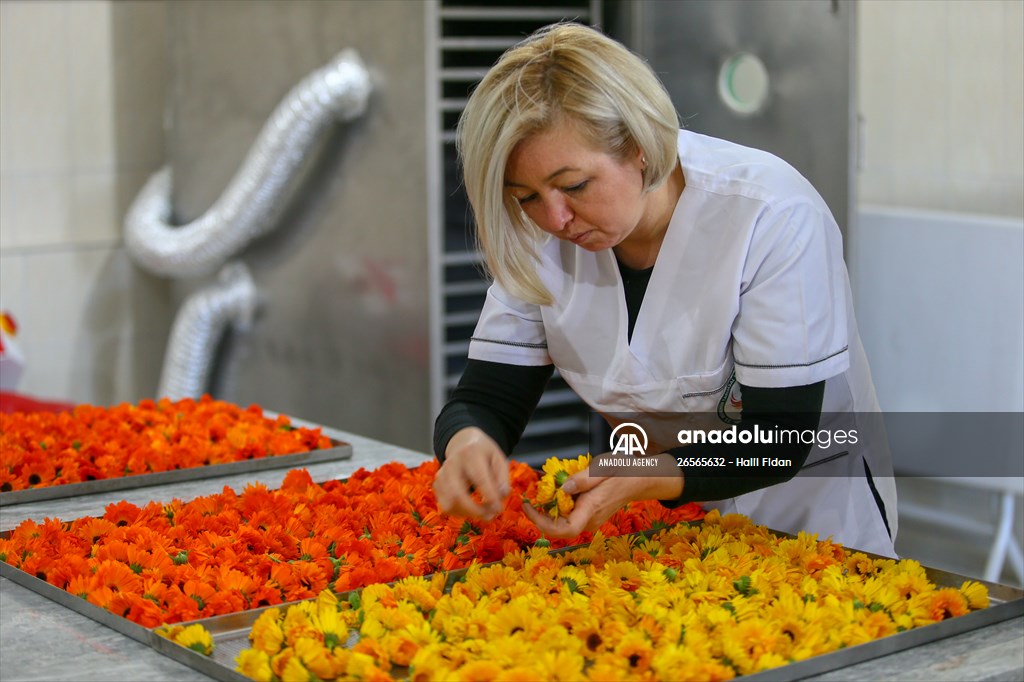 Medicinal plant "pot marigold" production in Izmir