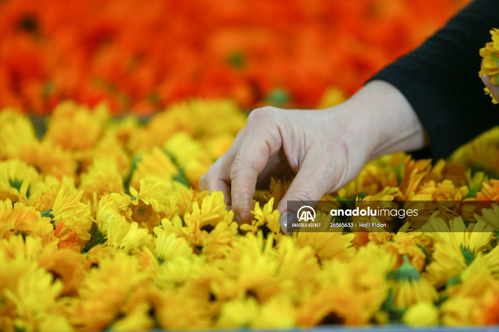 Medicinal plant "pot marigold" production in Izmir