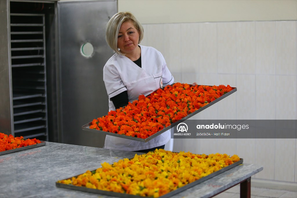 Medicinal plant "pot marigold" production in Izmir