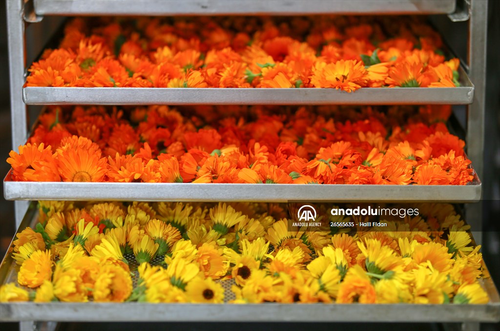 Medicinal plant "pot marigold" production in Izmir
