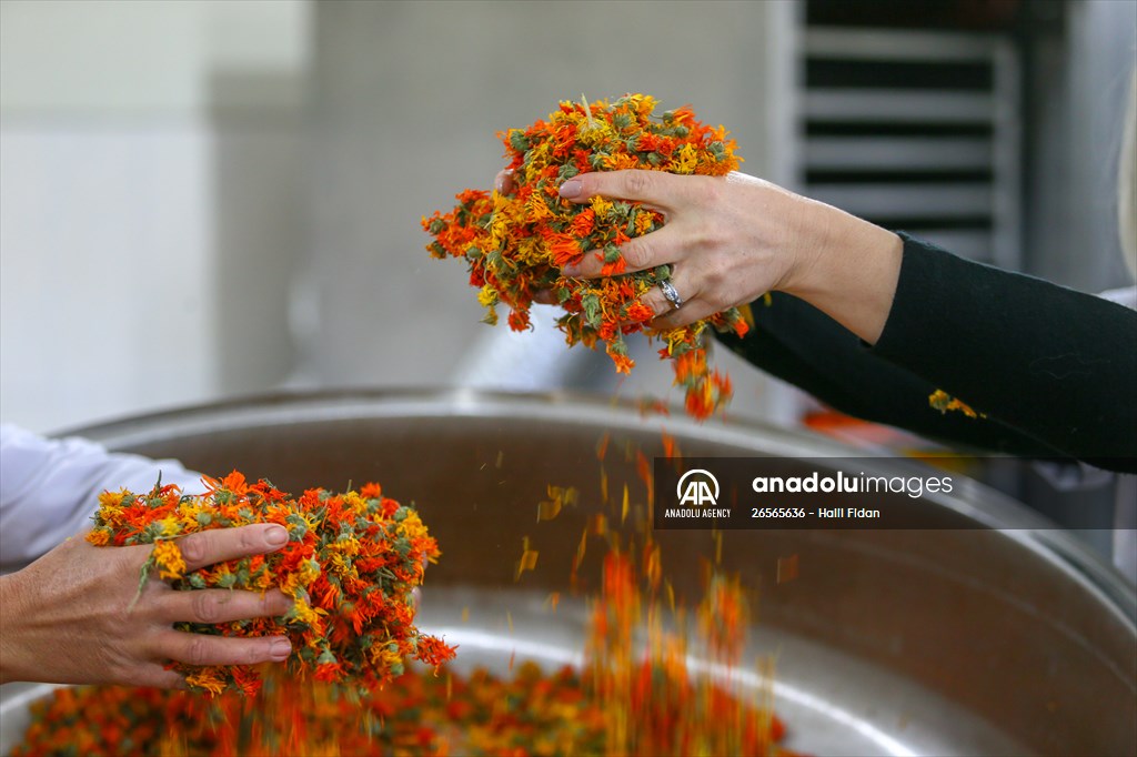Medicinal plant "pot marigold" production in Izmir