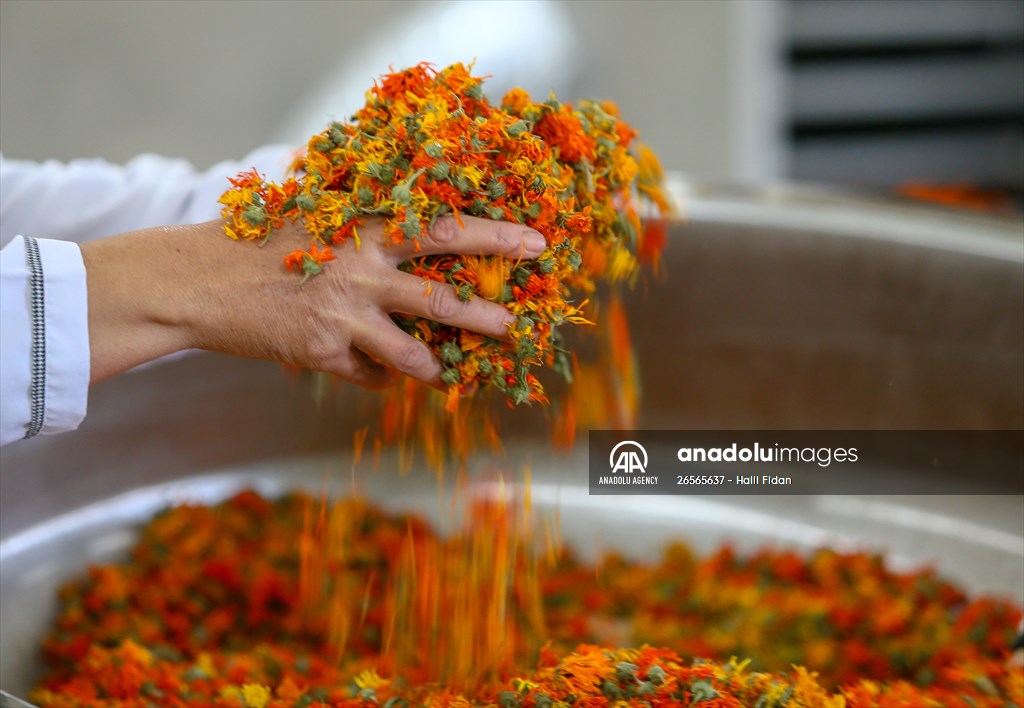 Medicinal plant "pot marigold" production in Izmir