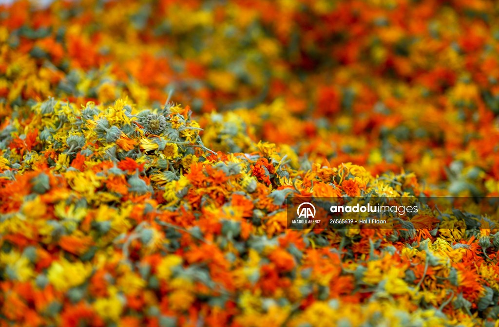 Medicinal plant "pot marigold" production in Izmir