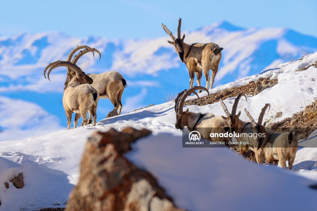 Herds of wild goats on Mount Pagan in Turkiye's Van